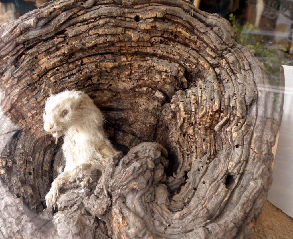 Nếu thực sự có một con chồn này trong tự nhiên, nó sẽ trở thành con chồn nổi tiếng nhất nhờ ngoại hình quái đản của nó.