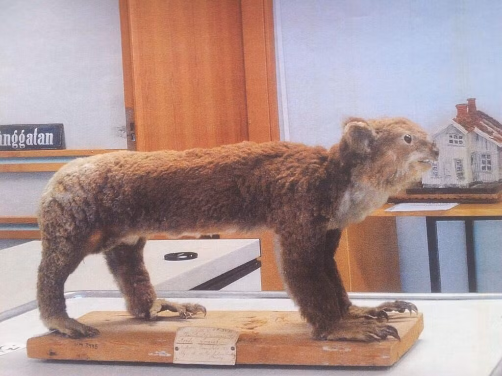 Có lẽ bạn sẽ nghĩ đây là loài mới được phát hiện cho đến khi đọc mẩu chú thích đây là một con gấu túi.