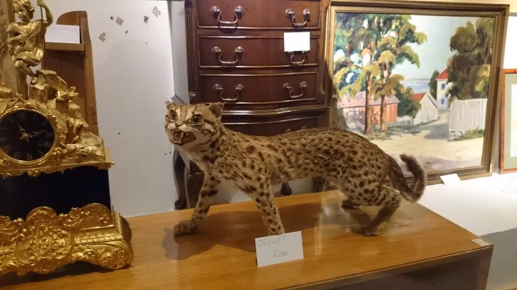 Báo lai mèo nhưng lại được chú thích là một con mèo rừng Nam Mỹ.