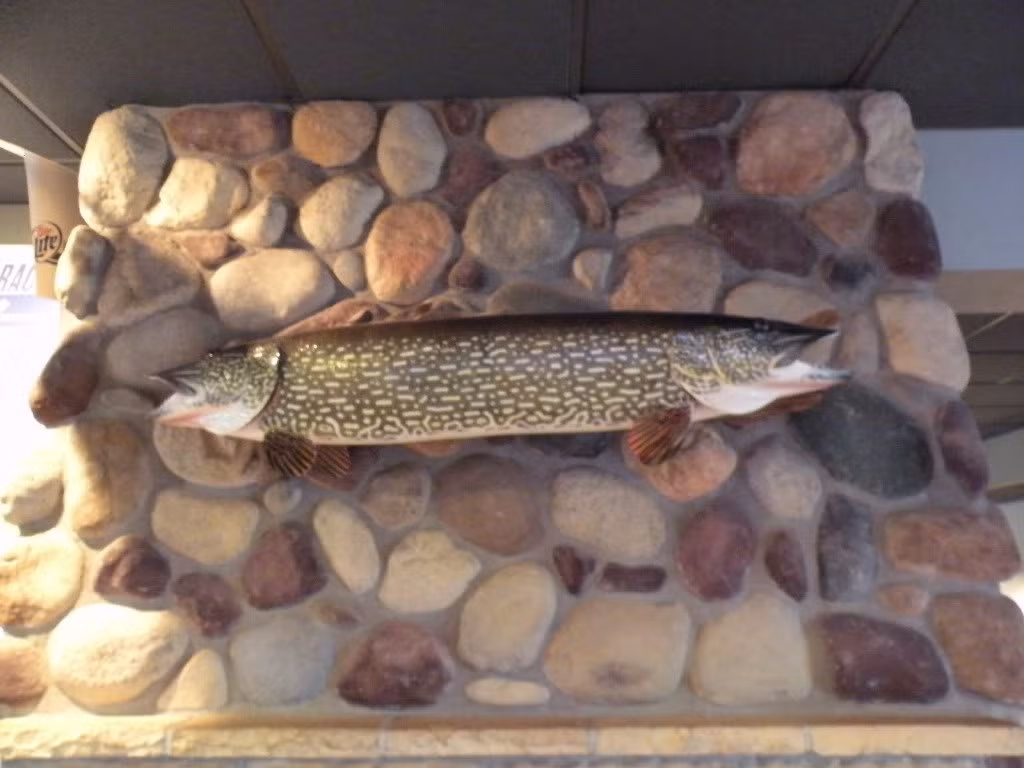 Tác giả của những động vật độn xác này, từ động vật hoang dã đến vật nuôi trong nhà chắc phải nghiêm túc xem lại tay nghề của mình. Thiên nhiên hoang dã có con cá hai đầu nào như thế này không?