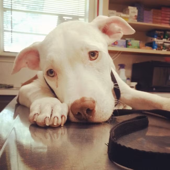 Gương mặt buồn rầu của chú cún dường như tỏ vẻ chấp nhận việc khám chữa mặc dù không muốn.