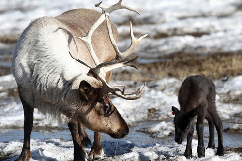 Tuần lộc đực có thể cao tới 2,14m và nặng hơn 300kg.