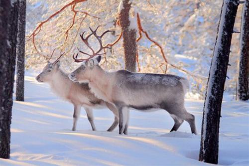 Con người không chỉ săn bắn tuần lộc mà còn thuần dưỡng chúng.