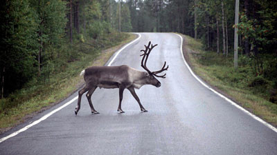 Người ta tin rằng tuần lộc đã được thuần dưỡng kể từ thời kì đồ Đồng và đồ Đá.