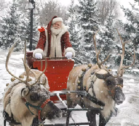 Tuần lộc cái có thể cao tới 2,05m và nặng 117kg.