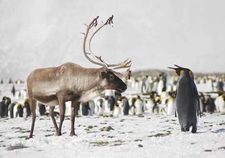 Móng của tuần lộc có thể thay đổi để thích nghi theo mùa.
