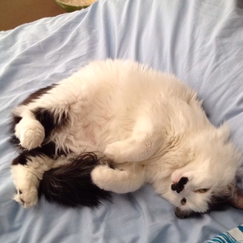 Còn đây là bộ ria không kém phần ấn tượng của con mèo nhỏ.