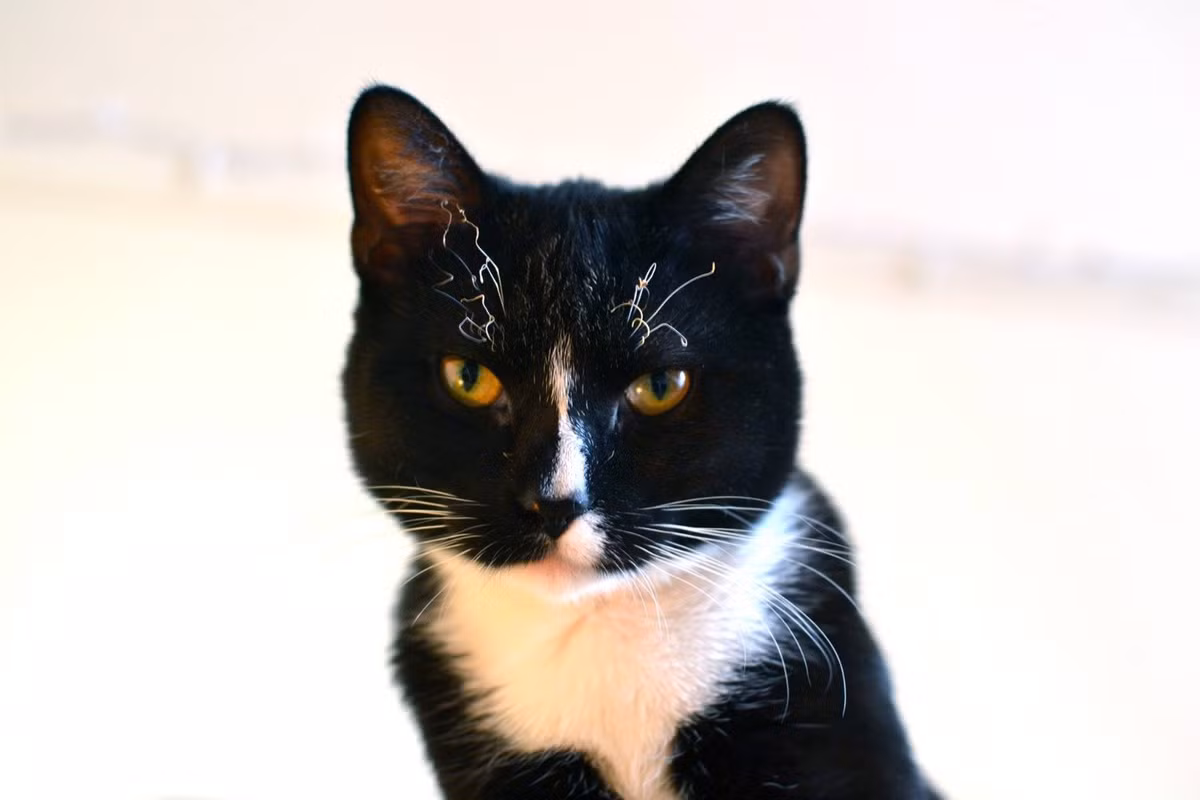 Những chiếc lông mày trắng muốt, xoăn tít khiến diện mạo chú mèo trở nên kỳ quái.