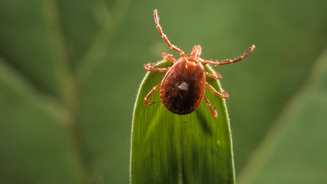 Loại đường này thường không có trong cơ thể của chúng ta mà có trong các loại thịt đỏ, thịt lợn và một số sản phẩm sữa khác.