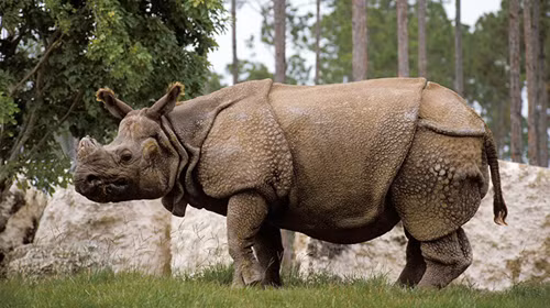 Tê giác chạy nhanh, chúng có thể chạy với vận tốc lên đến 64km/h.