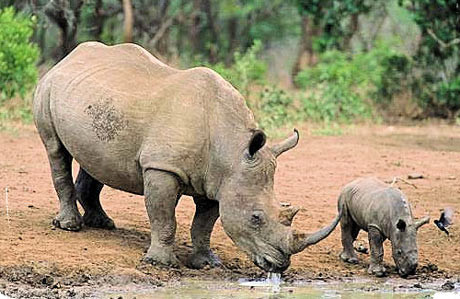 Trong tự nhiên, tê giác có thể sống được từ 40-50 năm.