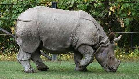 Chim oxpecker bắt ve và các con côn trùng khác ra khỏi bộ da của tê giác.