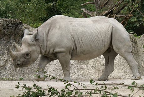 Tê giác có thị lực kém nhưng chúng có khả năng đánh hơi và thính giác nhạy bén.