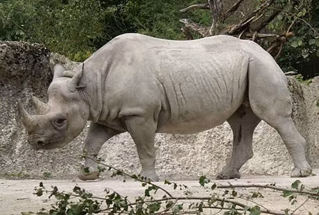 Tê giác có thị lực kém nhưng chúng có khả năng đánh hơi và thính giác nhạy bén.