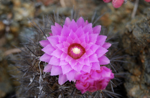  Eriosyce chilensis. Theo báo cáo mới nhất của Liên minh bảo tồn thiên nhiên thế giới, 31% xương rồng eriosyce chilensis đang bị đe dọa tuyệt chủng. Người ta chỉ tìm thấy còn lại một số ít loài xương rồng tuyệt đẹp và giá trị này trong khu vực.