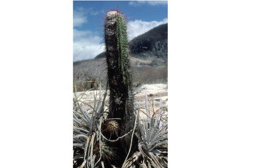Coleocephalocereus purpureus. C. purpureus là một trong những loài xương rồng có nguy cơ tuyệt chủng cao nhất trong các loài xương rồng. Các nhà nghiên cứu tìm thấy một loài xương rồng c. purpureus còn sót lại trong tự nhiên vào năm 2002. Vào thời điểm đó, môi trường sống tự nhiên của c. purpureus đã bị thay thế bằng nhiên liệu sinh học. Vì vậy, các nhà khoa học cho rằng nó đã bị chết trong môi trường tự nhiên.