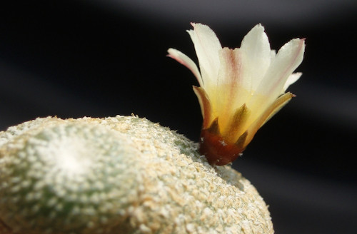 Blossfeldia liliputana được biết đến là loài xương rồng nhỏ nhất thế giới với bề ngang lớn nhất chưa đầy 1,5 cm. Loài xương rồng này sống chủ yếu ở Argentina và Bolivia. Hoa của Blossfeldia liliputana mọc suốt cả mùa hè, tự thụ tinh và kết thành hạt nhỏ. Mặc dù nhỏ bé nhưng loài xương rồng này là chìa khóa cho hệ sinh thái. Nó rất quan trọng cho sự tồn tại của nhiều loài động vật.