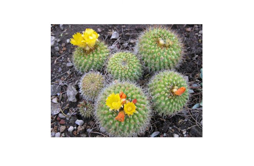 Carnegiea gigantean. Loài xương rồng này còn có tên gọi khác là saguaro và có thể cao tới 15 mét. Loài này có nguồn gốc ở sa mạc Sonoran, bang Arizona của Hoa Kỳ. Hoa saguaro được xem là loài hoa hoang dã của tiểu bang Arizona và có thể sống đến 200 năm. Do sự quý hiếm và nguy cơ tuyệt chủng nên chính quyền Arizona đã có những chính sách nghiêm ngặt để bảo vệ loài xương rồng này.