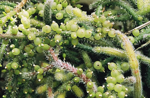 Rhipsalis Baccifera là loài xương rồng đặc hữu ở vùng đất khô cằn của Châu Mỹ. Tuy vậy, nó cũng đang bị xếp vào nguy cơ tuyệt chủng vì hoạt động buôn bán bất hợp pháp. Chính quyền địa phương đang nỗ lực giải quyết nạn buôn bán này để ngăn chặn sự suy giảm của xương rồng rhipsalis baccifera.