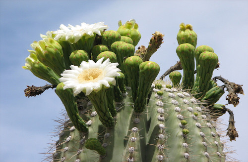 Parodia muricata là loài xương rồng có nguy cơ bị tuyệt chủng ở miền nam Brazil. Sự chuyển đổi đất trồng đang đe dọa sự tồn tại của loài này.