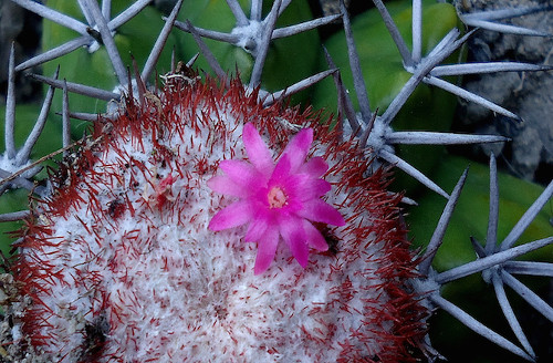 Melocactus violaceus. Động vật và các loài côn trùng có thể bị ảnh hưởng nếu loài xương rồng này bị đe dọa. Theo các nhà khoa học, melocactus violaceus hiện có nguy cơ tuyệt chủng rất cao. Thực tế, loài thằn lằn Tropidurus torquatus ký sinh trên hoa xương rồng melocactus violaceus để lấy thức ăn và nước. Sau đó, thằn lằn phát tán hạt giống tạo điều kiện cho xương rồng sinh sản. Đặc biệt, hạt giống của loài xương rồng này chỉ nảy mầm khi đi qua hệ tiêu hóa của thằn lằn.