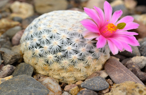 Mammillaria herrerae. Loài xương rồng này chỉ sống ở các vùng núi của Queretaro, Mexico. Chúng có màu trắng và hình dạng giống quả bóng golf và hoa màu hồng. Việc thu hái cây bất hợp pháp là nguyên nhân khiến số lượng cây giảm hơn 95% trong 20 năm qua.