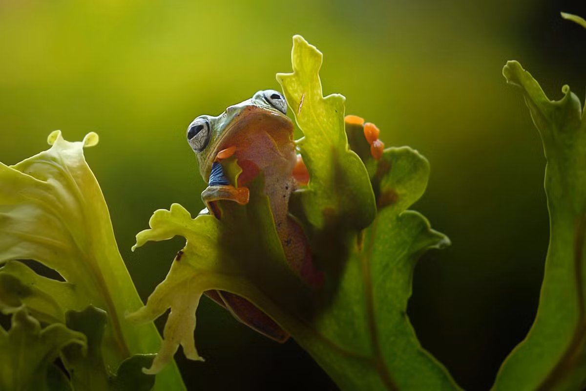 Chú ếch ranh mãnh đang nghỉ ngơi trên cây thì phát hiện ốc sên đang bò bên dưới. Ếch ta tính mưu bắt ốc sên cõng qua hồ.