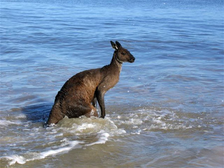 Chuột túi biết bơi.
