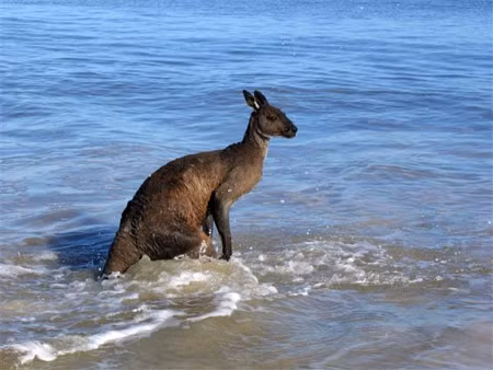 Chuột túi biết bơi.