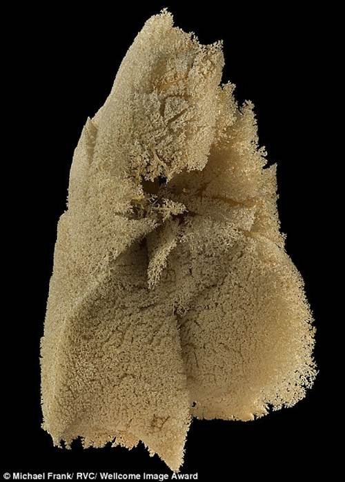 Lá phổi của một con dê.