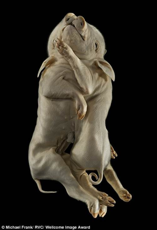 Michael Frank hợp tác với trường Cao đẳng Thú y Hoàng gia thuộc Đại học London, Anh để chụp lại những mẫu vật được cất giữ cẩn thận. Trong ảnh là một đôi heo sinh đôi, bị dính liền.