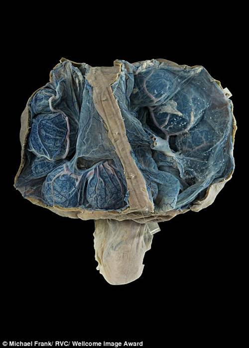 Tử cung đang có thai của một con hươu.