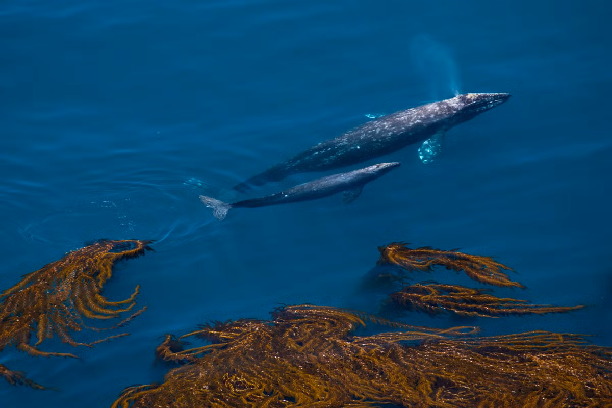 Douglas Croft đến từ Mỹ đã ghi lại khoảnh khắc những cá voi xám cùng con lướt âm thầm qua rừng tảo ở bờ biển California. 