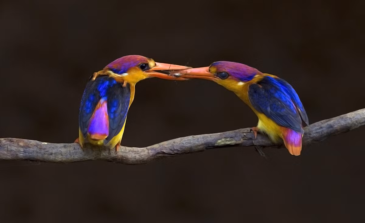 Nhiếp ảnh gia Aditya Salekar, đến từ Ấn Độ chia sẻ khoảnh khắc đôi chim bói cá đang tán tỉnh nhau trong khung cảnh gió mùa về. 