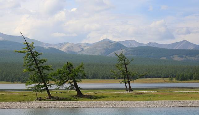 Một trong những ví dụ cây biến hình điển hình nhất của hiện tượng tự nhiên này có thể được tìm thấy tại Slope Point (New Zealand) - điểm cực nam của Đảo Nam. Nơi đây thường xuyên đón các luồng gió cực mạnh, ảnh hưởng trực tiếp đến sự tăng trưởng của cây cối.