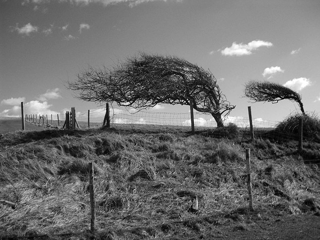 Cây cối trên bờ biển miền nam nước Anh.