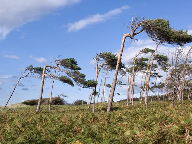 Tại Darss, Đức, không chỉ tán lá, thân cây cũng bị gió gập uốn thành những hình thù quái đản.