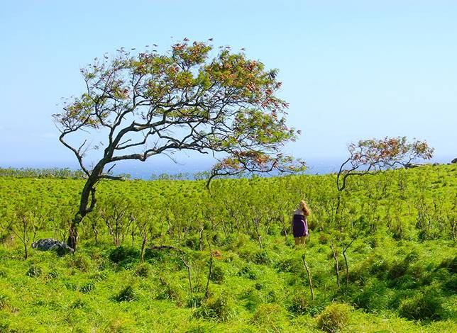 Tại Maui, Hawaii (Mỹ), cây cối cũng điệu đà như những cô gái trẻ.
