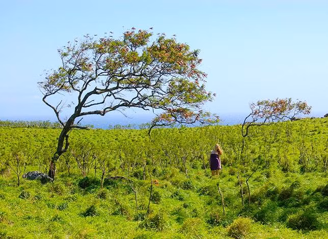 Tại Maui, Hawaii (Mỹ), cây cối cũng điệu đà như những cô gái trẻ.