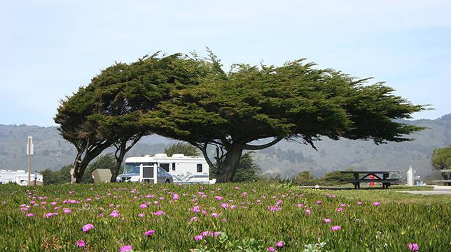 Ngoài ra, nhiều nơi khác trên thế giới cũng xảy ra hiện tượng tự nhiên tương tự. Tán lá của ba cây này (San Francisco, California, Mỹ) dường như có xu hướng mọc dạt về phía bên phải.