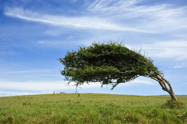 Toàn bộ tán lá bị gió thổi dạt hẳn về một bên nhưng gốc cây vẫn đủ sức chống đỡ (Cuckmere Haven, Sussex, Anh).