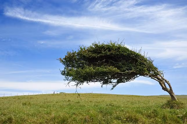 Toàn bộ tán lá bị gió thổi dạt hẳn về một bên nhưng gốc cây vẫn đủ sức chống đỡ (Cuckmere Haven, Sussex, Anh).