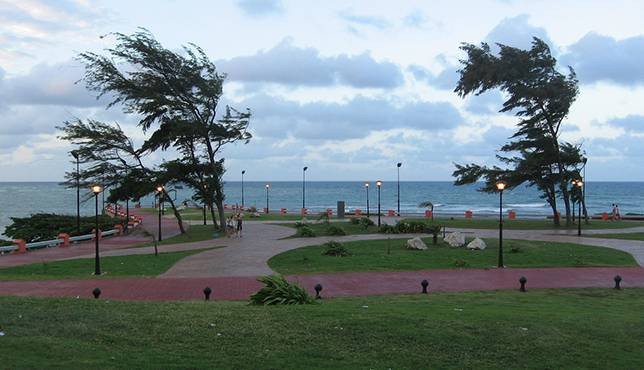 Hai khóm cây ấn tượng trên bờ biển Puerto Plata, Cộng hòa Dominica.