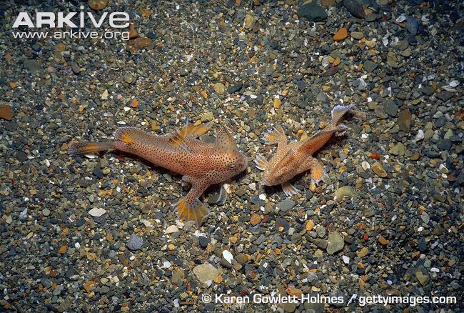 Một cuộc khảo sát gần đây trên cửa sông Derwent chỉ phát hiện được 79 cá thể cá có tay đang sinh sống. Chính vì vậy, các nhà nghiên cứu tin rằng đã đến lúc phải nỗ lực để cứu lấy loài cá đặc biệt này khỏi thảm họa tuyệt chủng.