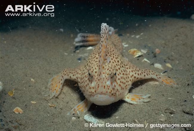 Hy vọng rằng, trong tương lai, con cháu chúng ta vẫn có cơ hội được quan sát loài cá có tay độc đáo này trong môi trường sống tự nhiên của chúng.