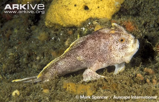 Đối với các nhà sinh học việc bảo vệ loài cá này còn là việc đặc biệt nghiêm trọng và khẩn cấp bởi có thể coi chúng là “chứng nhân lịch sử” của sự phát triển hàng chục triệu năm trên Trái đất.