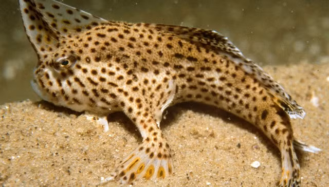  Loài cá có tay đốm (tên khoa học là Brachionichthys hirsutus) gây ấn tượng ngay từ chính cái tên của nó.