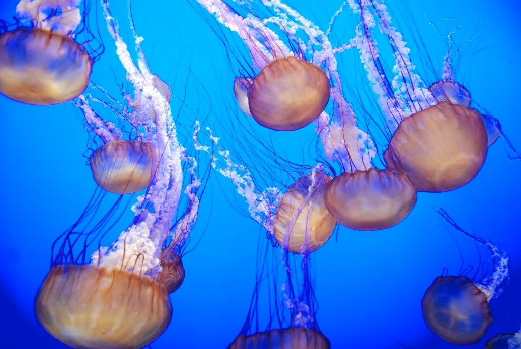 Cuộc sống của đa số các loài sứa rất ngắn ngủi, chỉ từ vài ngày cho tới dưới một năm. Thậm chí, một số loài sứa nhỏ chỉ có thể sống được một vài giờ.