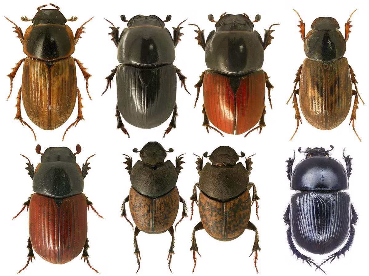 Bọ cánh cứng là nhóm sinh vật đa dạng nhất được biết đến với hơn 380.000 loài được mô tả cho đến nay, chiếm 40% tất cả các loài côn trùng trên sách.
