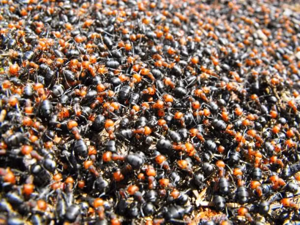 Theo ước tính của hai nhà sinh vật học Bert Hölldobler và E. O. Wilson, bất kỳ thời điểm nào cũng có khoảng 10 nghìn triệu triệu con kiến sống trên hành tinh của chúng ta.